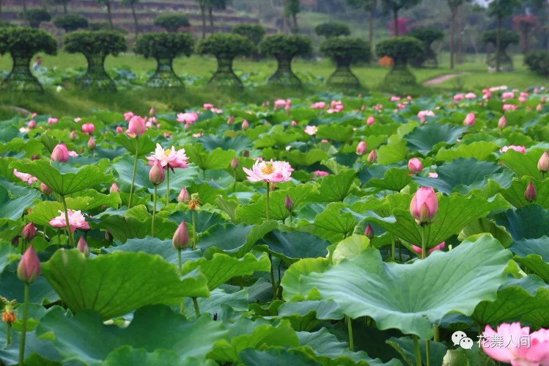 火了火了！成都又新添一个区，地铁10号线直达！夏日纳凉、吃河鲜…3日郊游路线，安排→