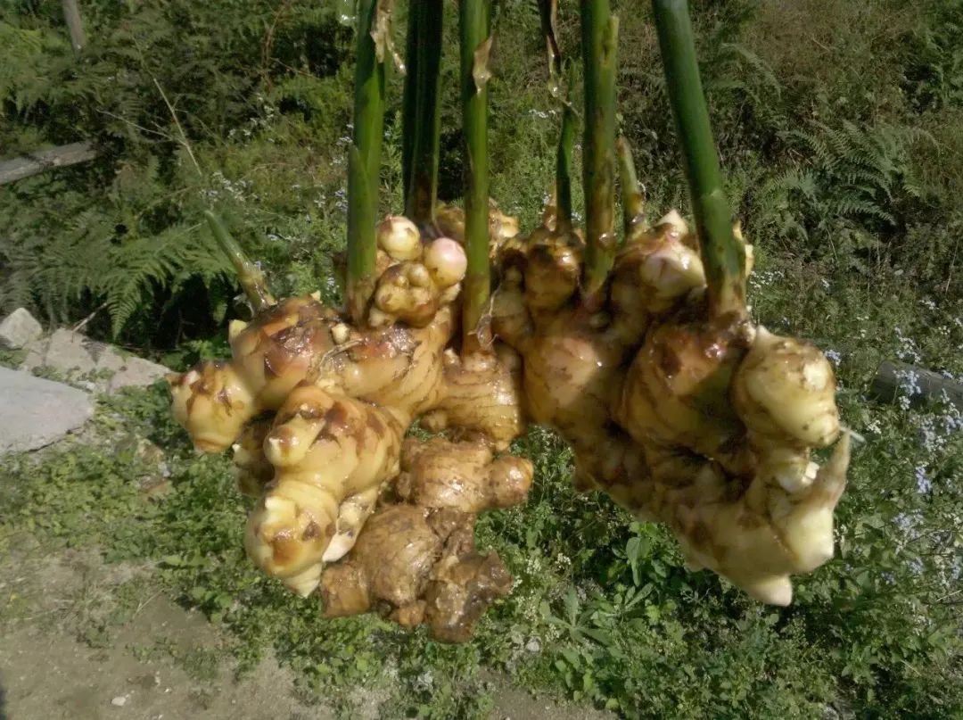 拯救食欲的夏天,夏日食欲拯救以辣开胃