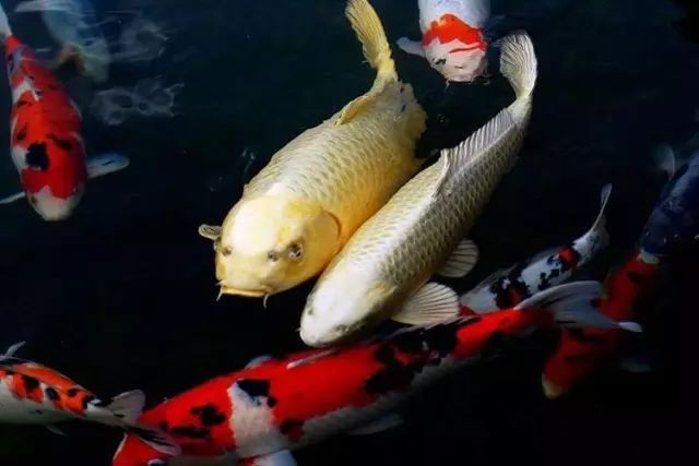 锦鲤鱼立鳞加温有用吗,锦鲤立鳞怎么回事