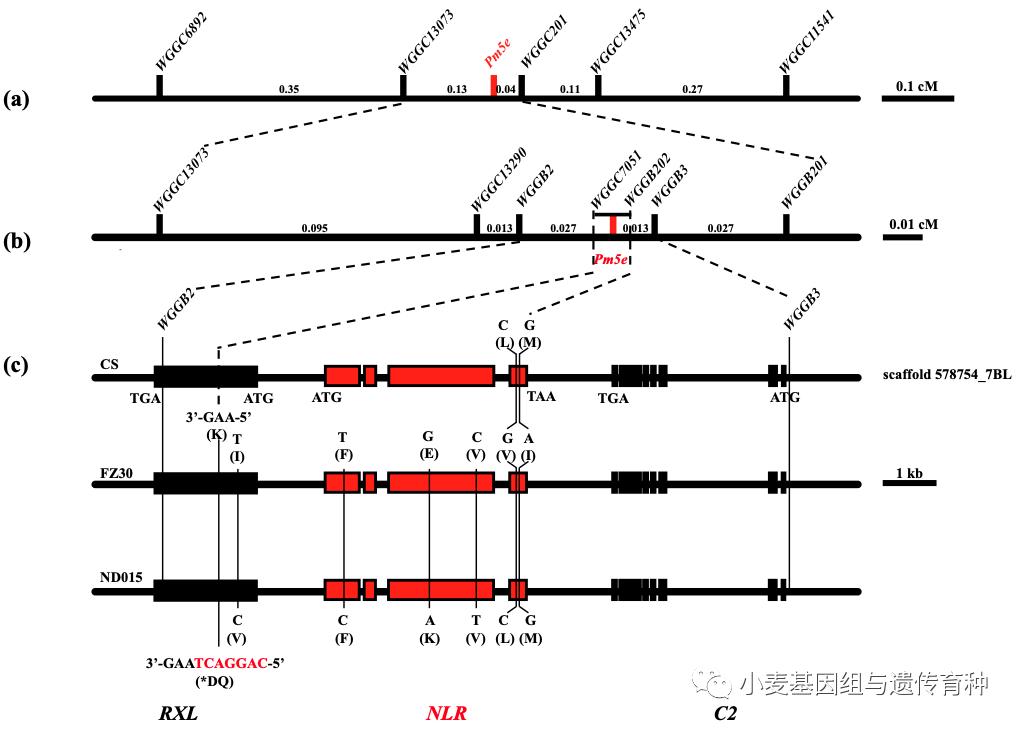 重磅袭来|刘志勇团队与李洪杰团队合作连续克隆两个小麦抗*粉白**病基因