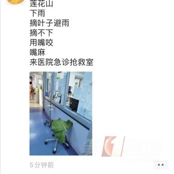 登山突遇大雨，深圳女子咬下这种叶子挡雨，结果中毒送医