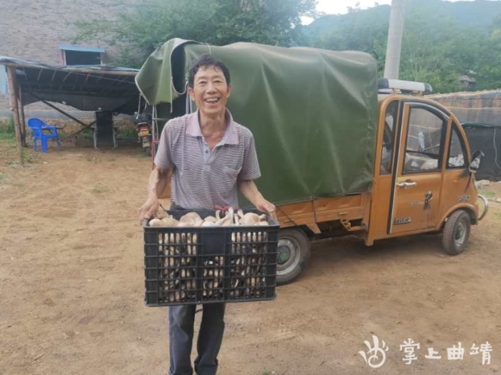 师宗县脚家箐村,云南师宗县姬松茸