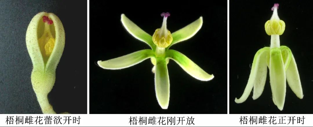 引金凤凰的是什么梧桐树,引凤梧桐最新消息