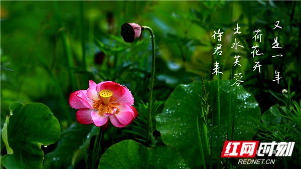 视频｜湖南娄底：出水芙蓉待君来