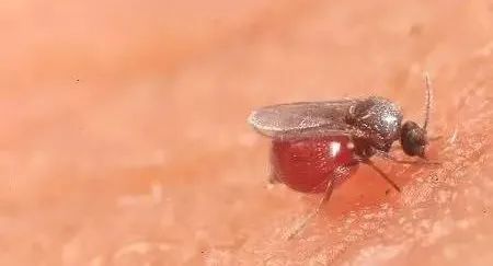 海南特别小的虫子跟小黑点一样大,海南好多黑色小虫子