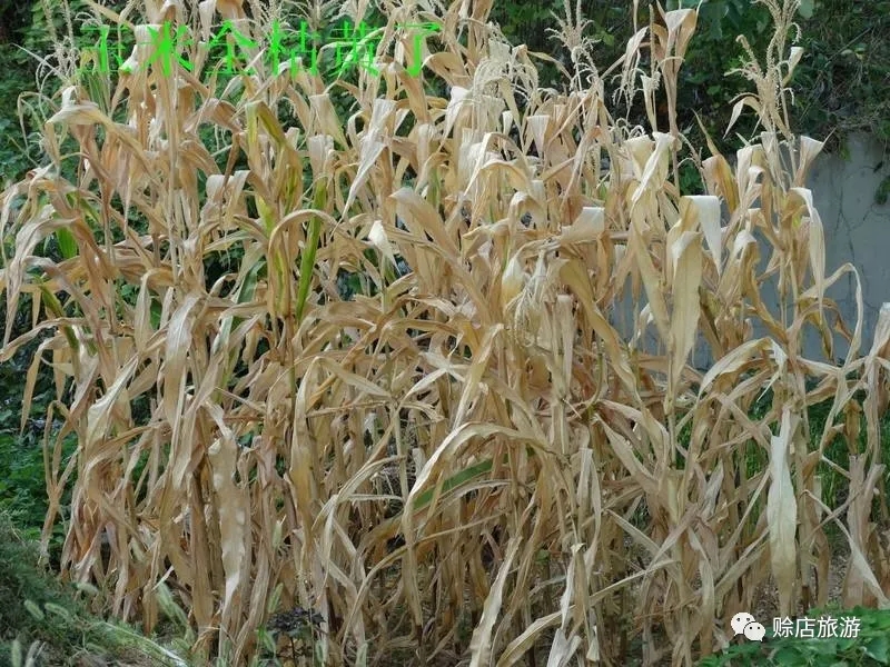 郑长春长篇小说全文,长篇小说郑长春