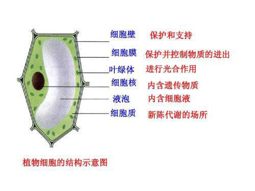 破壁机是智商税吗,破壁机到底是不是交智商税