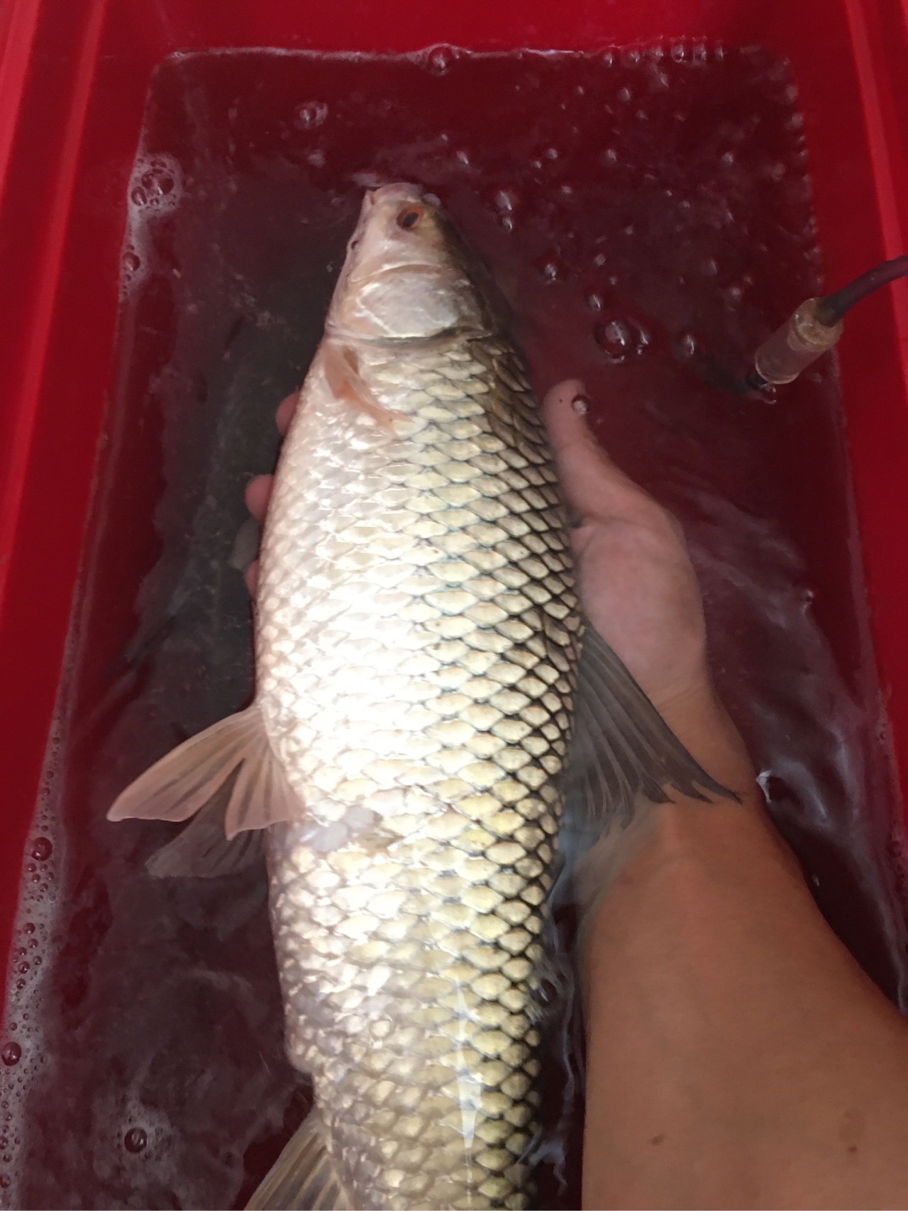 水迳水库孤独的守夜人，一非一草终还梦