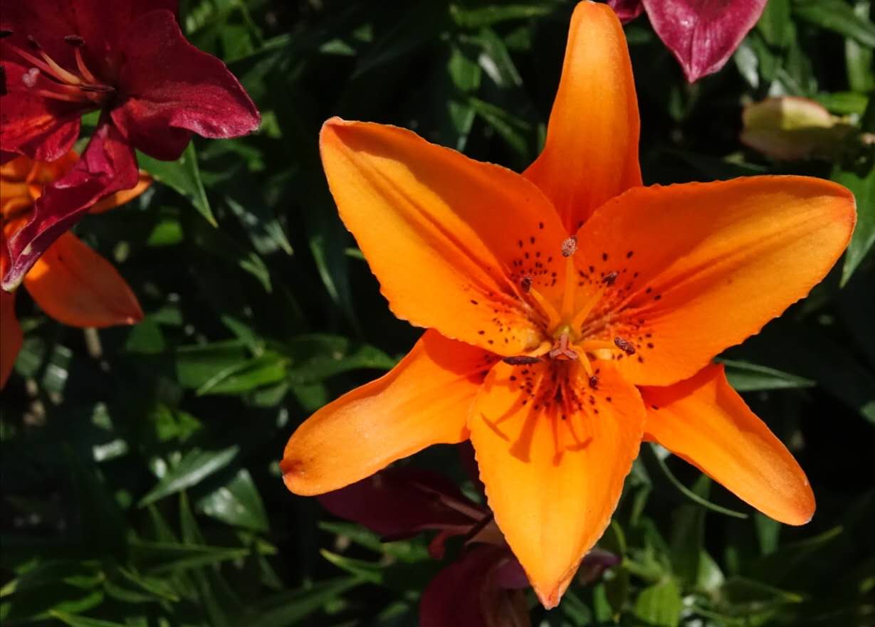 百花绽放风景秀丽,花田小镇风景区