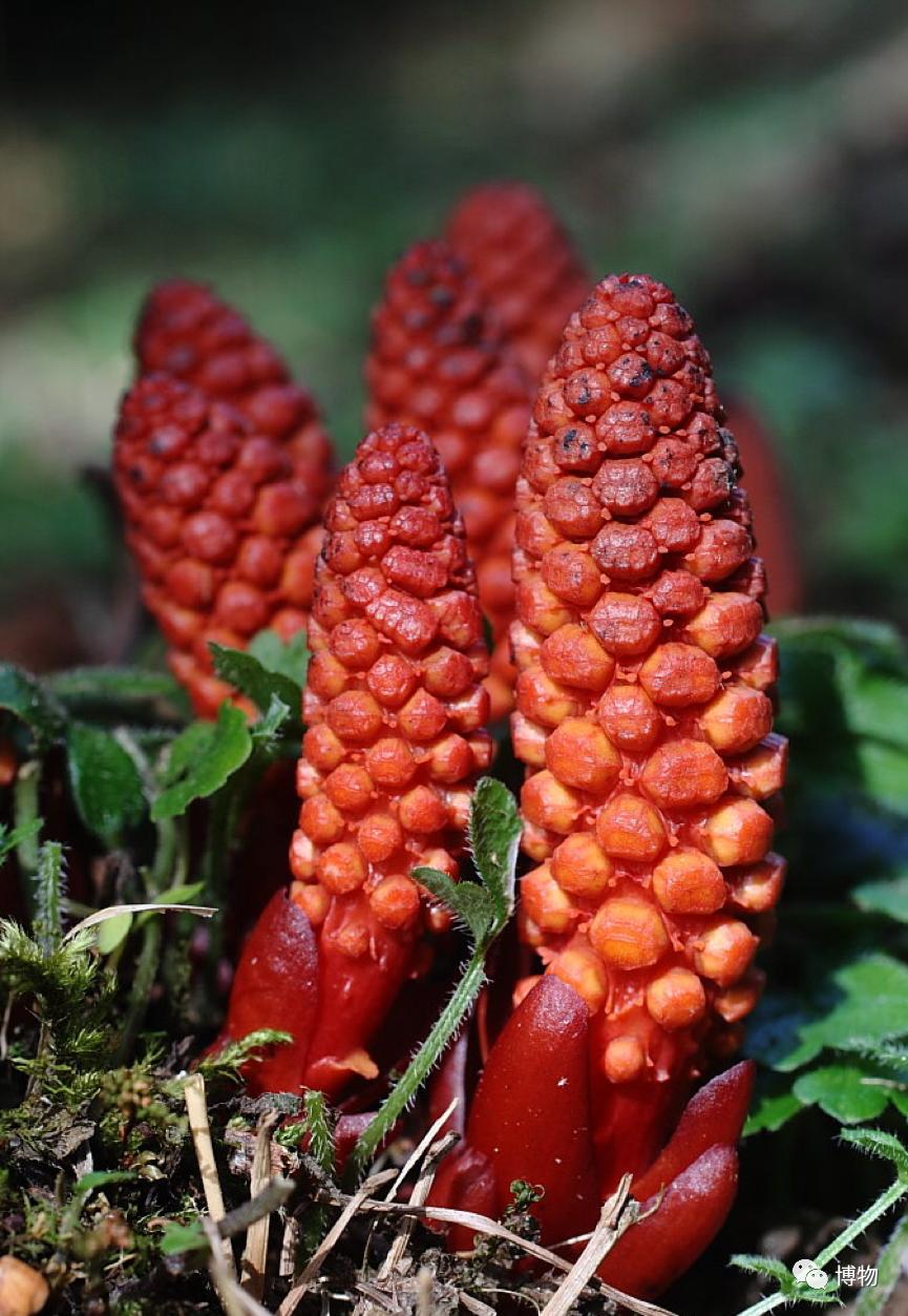 蛇菰能吃吗,蛇菰能不能吃