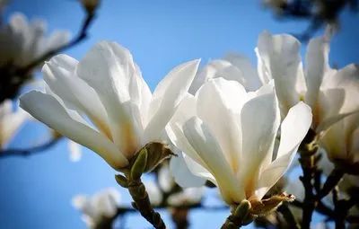 桂花树扦插繁殖方法,桂花树怎么养才能长得旺盛