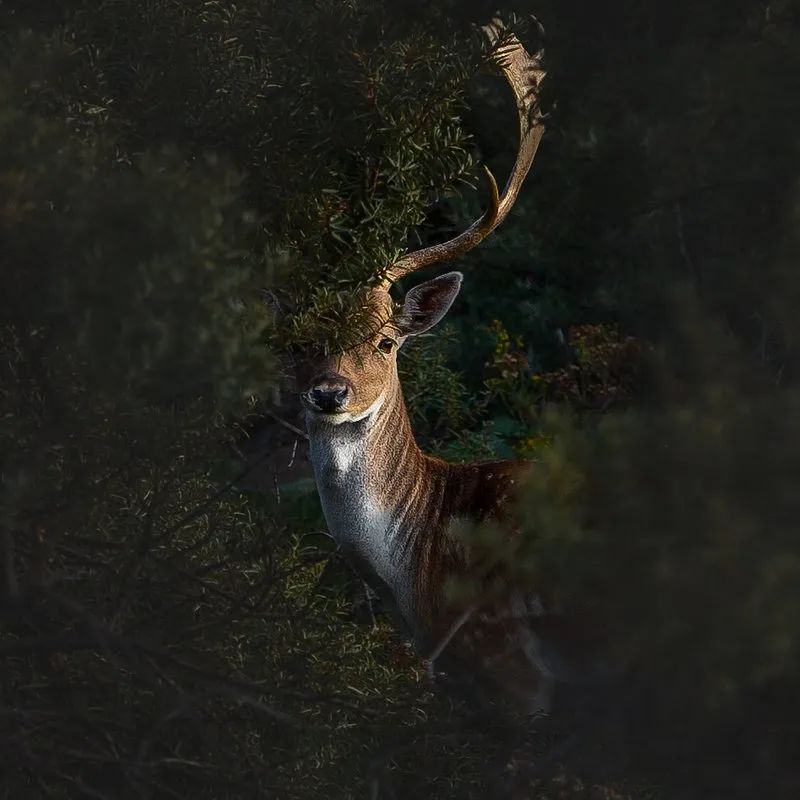 全世界最绿的50张照片