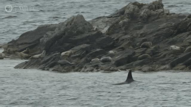 虎鲸饿起来为何连亲戚都吃,虎鲸投喂食物