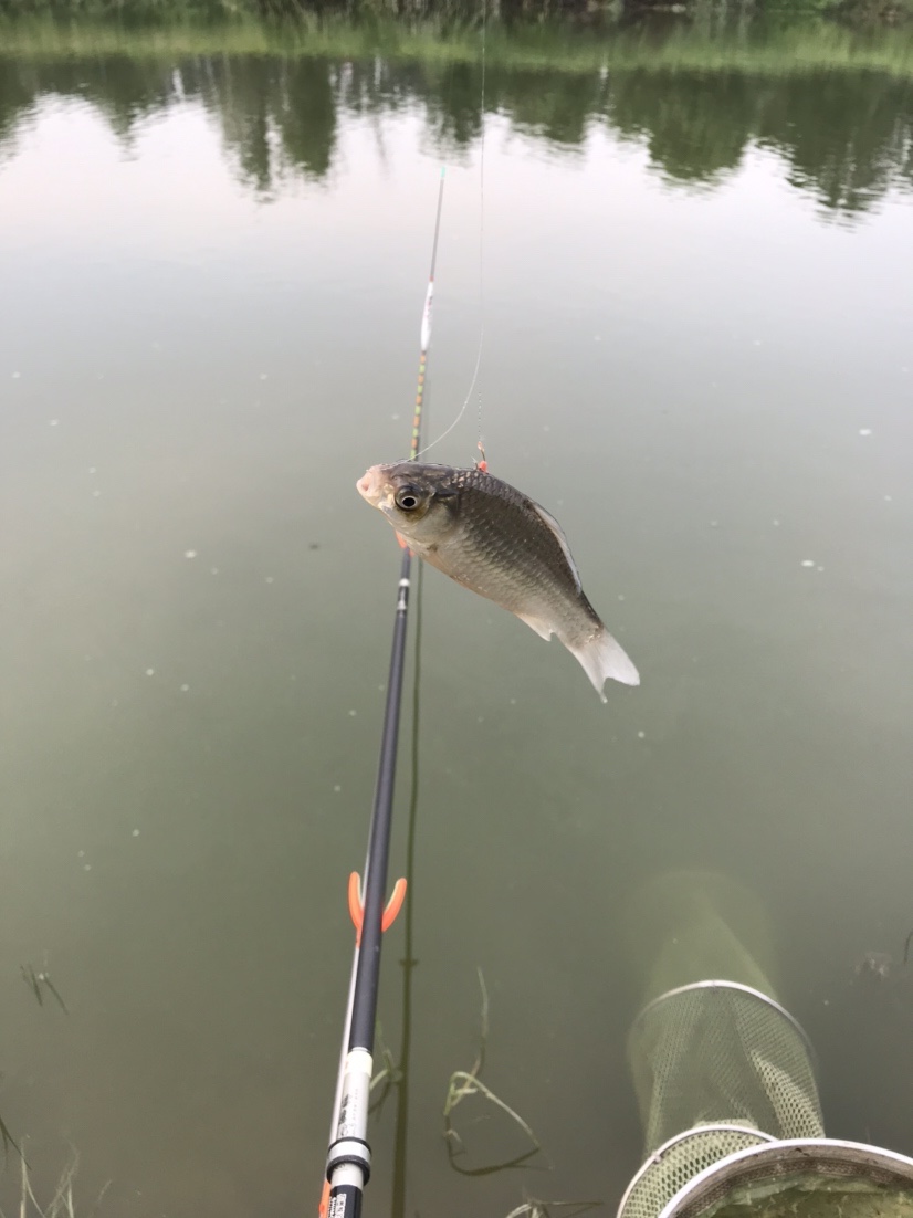 晨钓的收获还是不错的,温榆河钓鱼