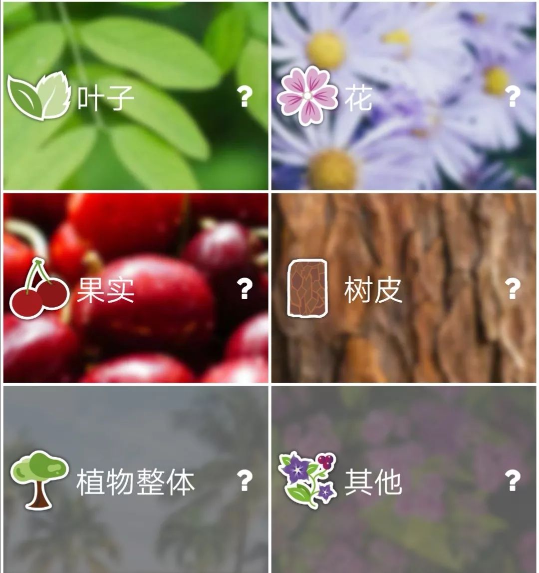 娉曞浗鐣欏鍜ㄨapp鎺ㄨ崘,娉曞浗鐣欏鑷鍏ラ棬app