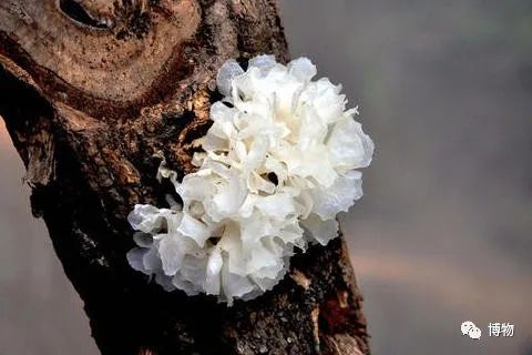 银耳在解放前的价格,银耳的巅峰之作