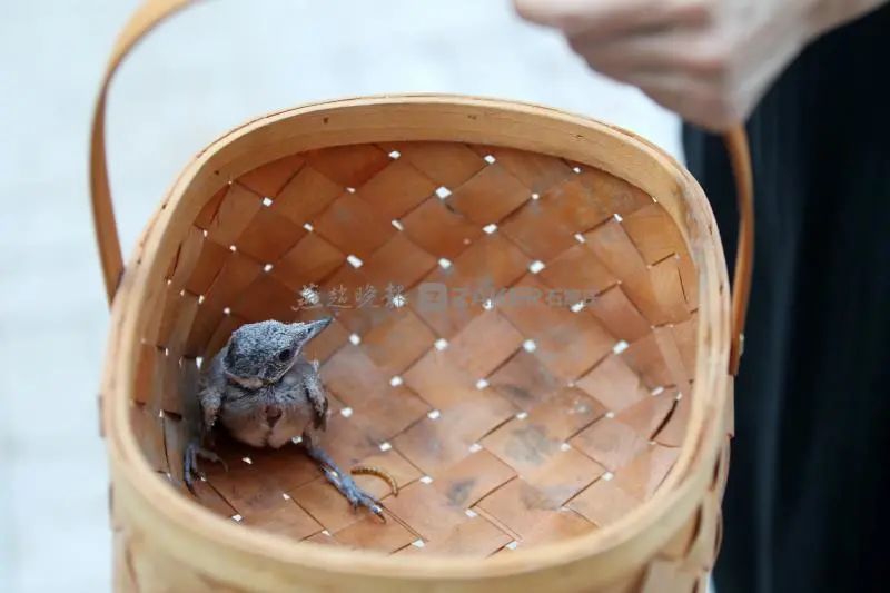 为母则刚跳楼后续,为母则刚妈妈摔倒