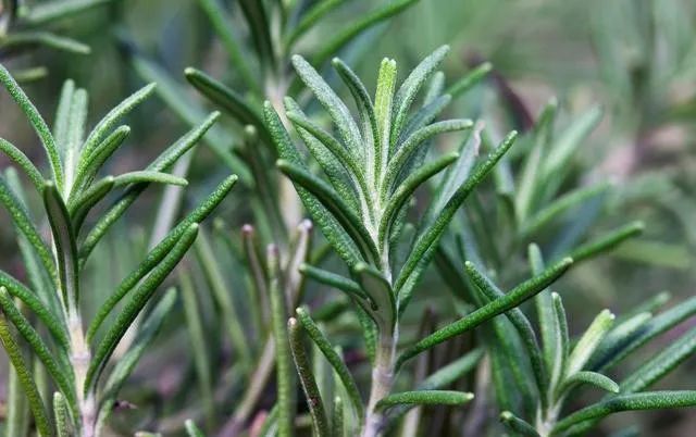 老是感觉身上痒痒的是螨虫吗,总觉得身上痒有虫子爬怎么回事