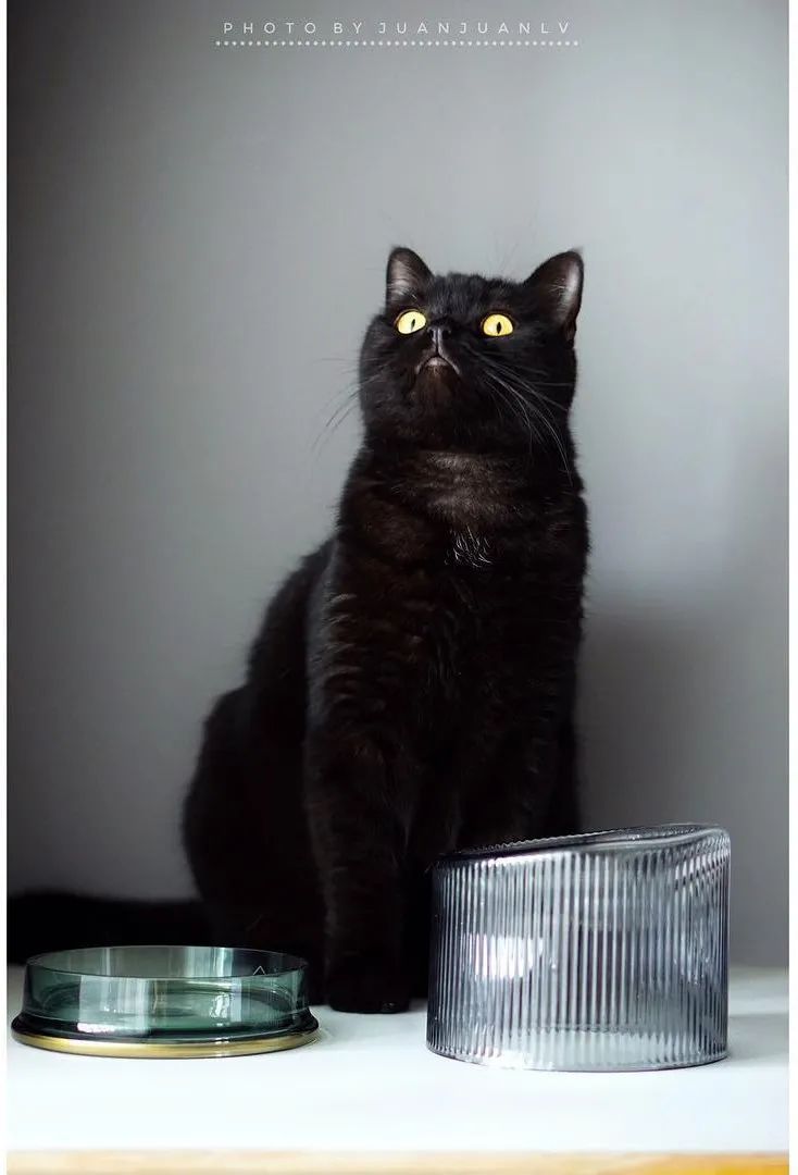 云养猫的品牌有哪些,云养猫设计品牌