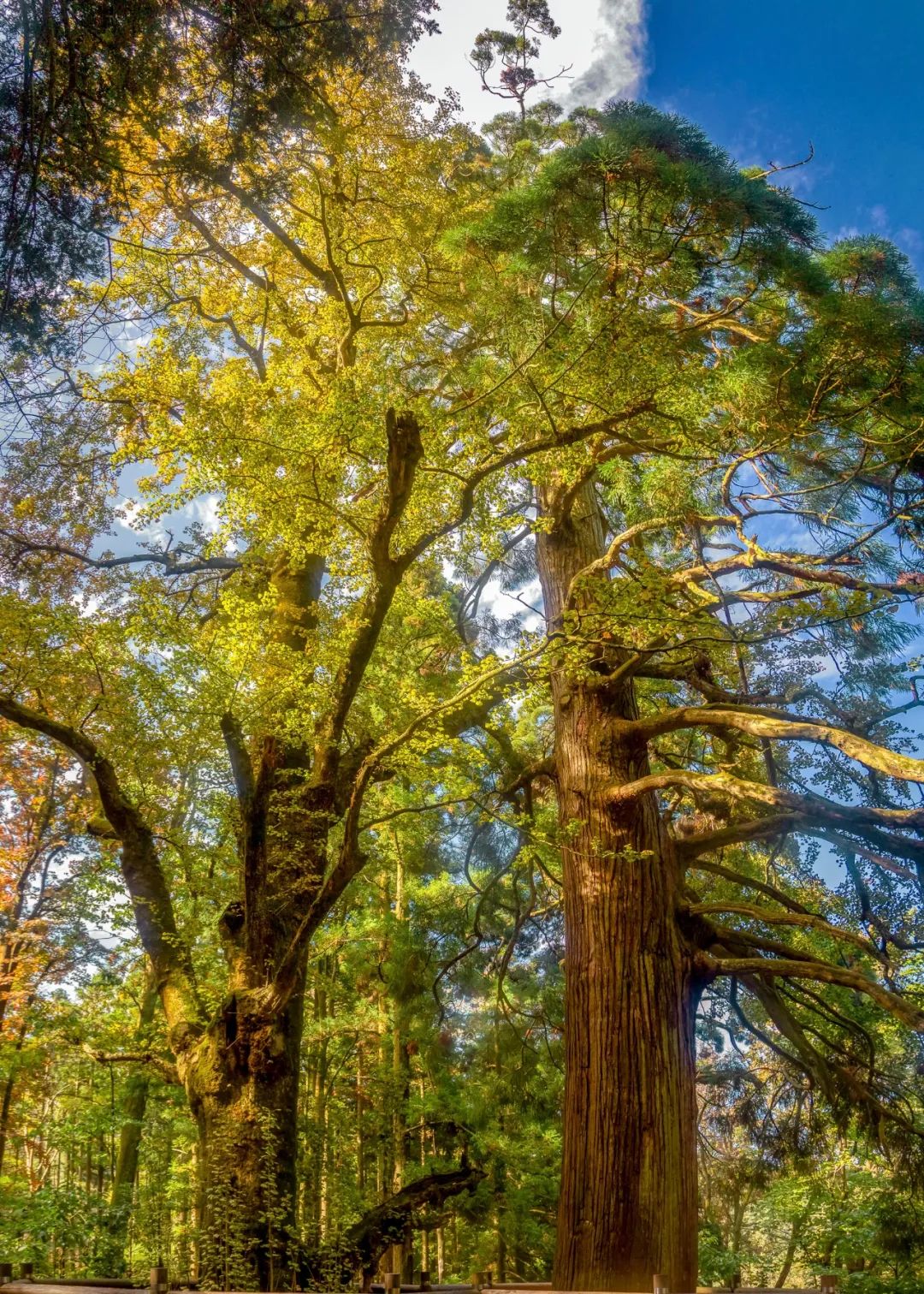 庐山真面目怎么辨别,庐山真面目近义词