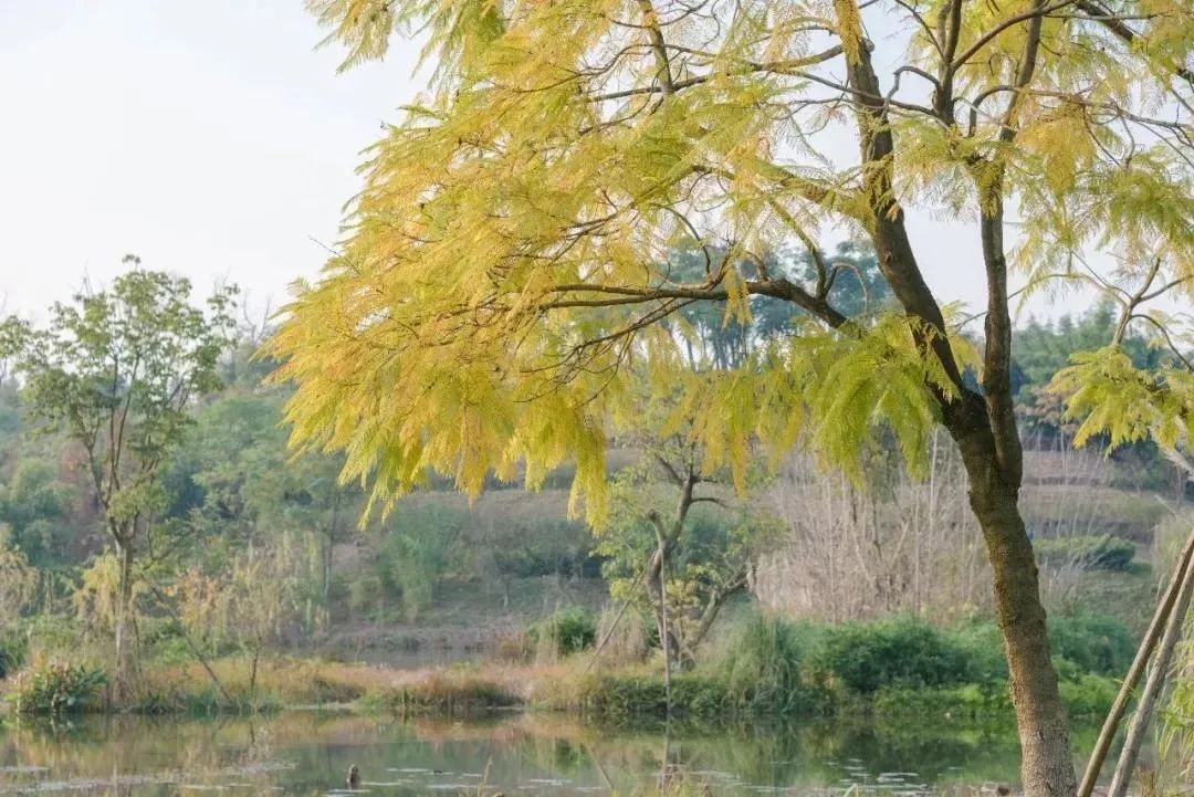 成都免费游玩景点推荐,成都景点免费门票一览表
