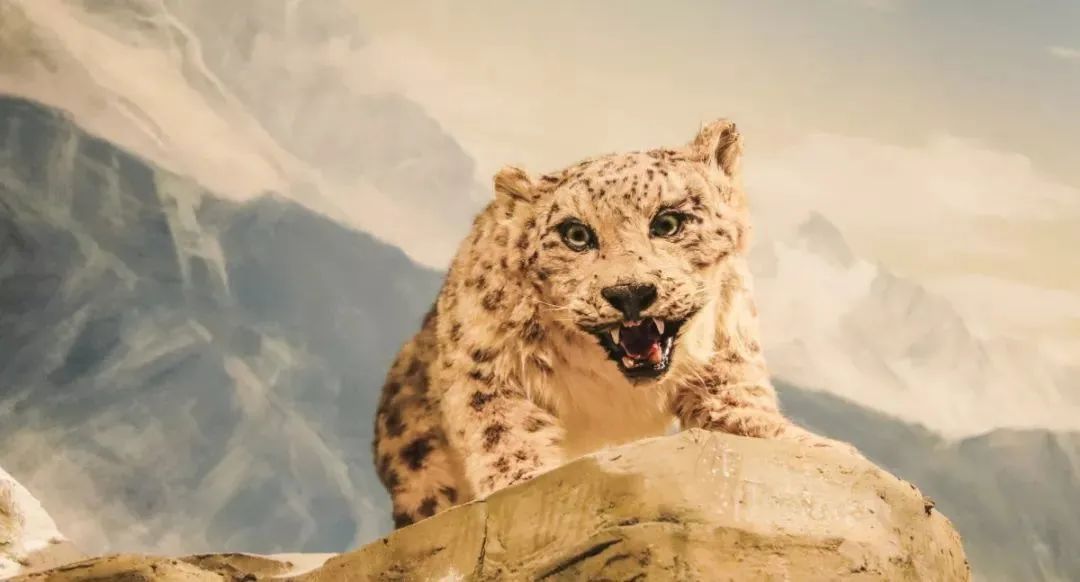 成都免费游玩景点推荐,成都景点免费门票一览表