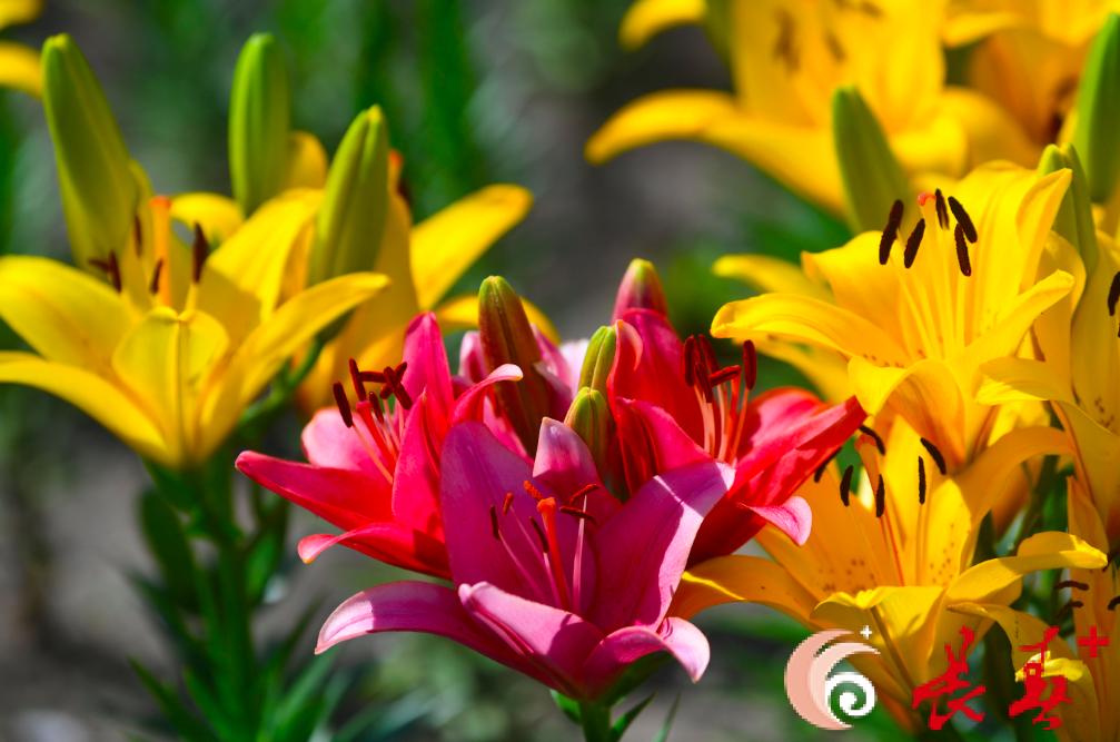 长春最佳百花园赏花季节,长春有什么好看的花海