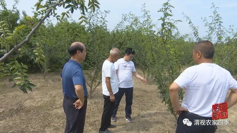 华州区赤水镇麦王村第一书记马信：好执行力炼就工作高标准