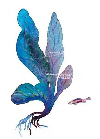 海洋里面有什么护肤成分,海洋护肤成分有哪些