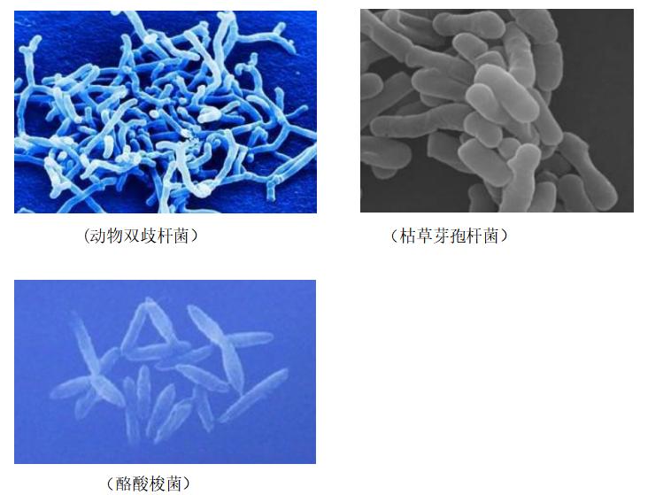 坚持喝一个月益生菌让你重返18岁,益生菌要选对让你的生活更加美好