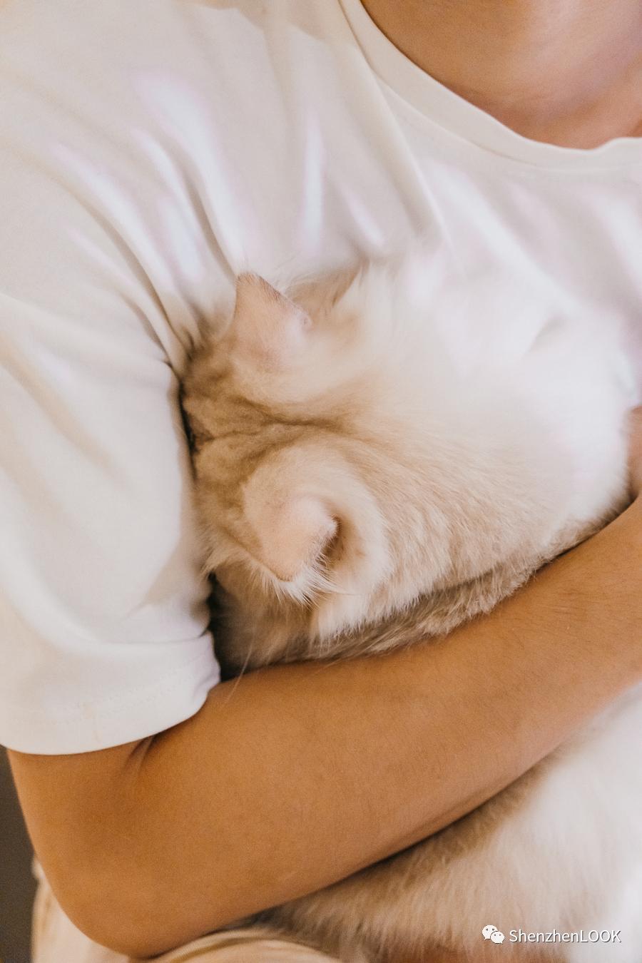 LOOK|海岸城更新·「宠物Mall」限时开放