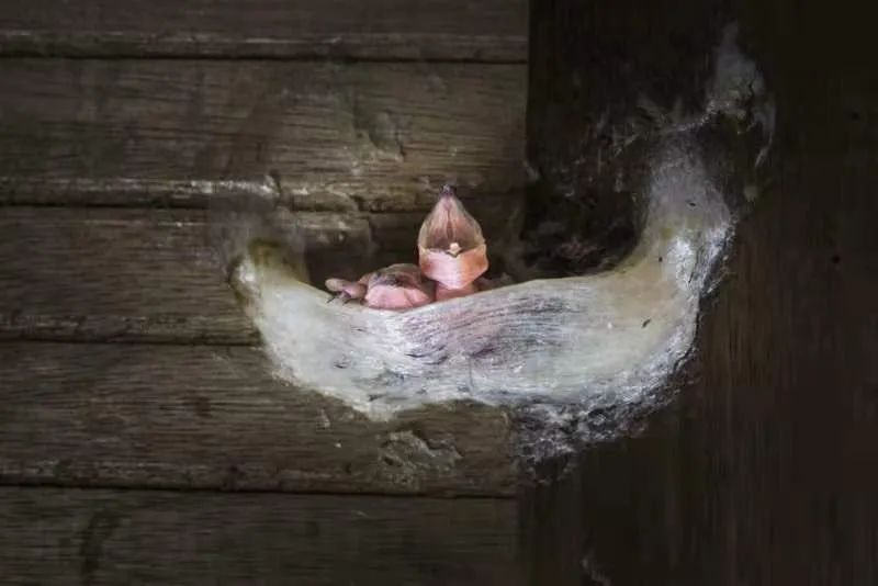 进口燕窝需要什么资质,燕窝的误区进口