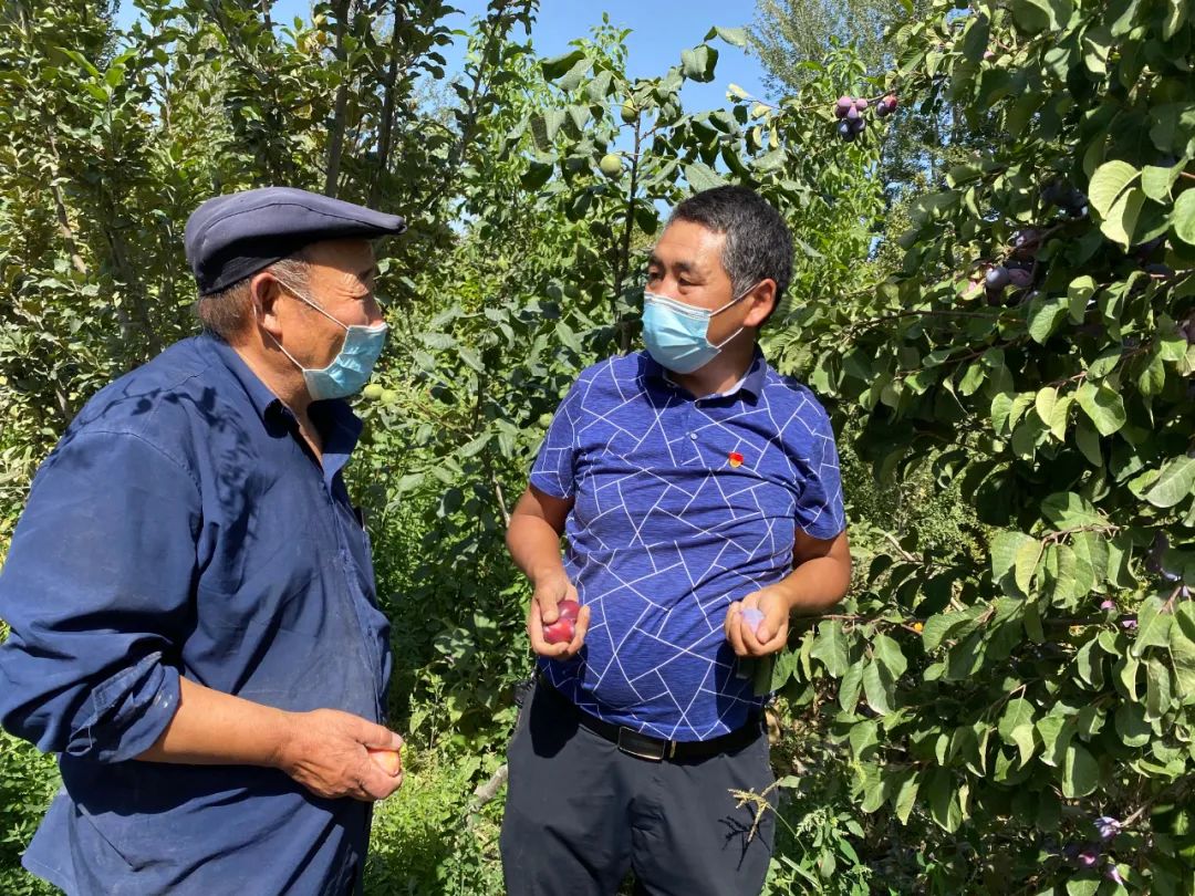 【走向我们的小康生活】小小西梅园铺就致富路