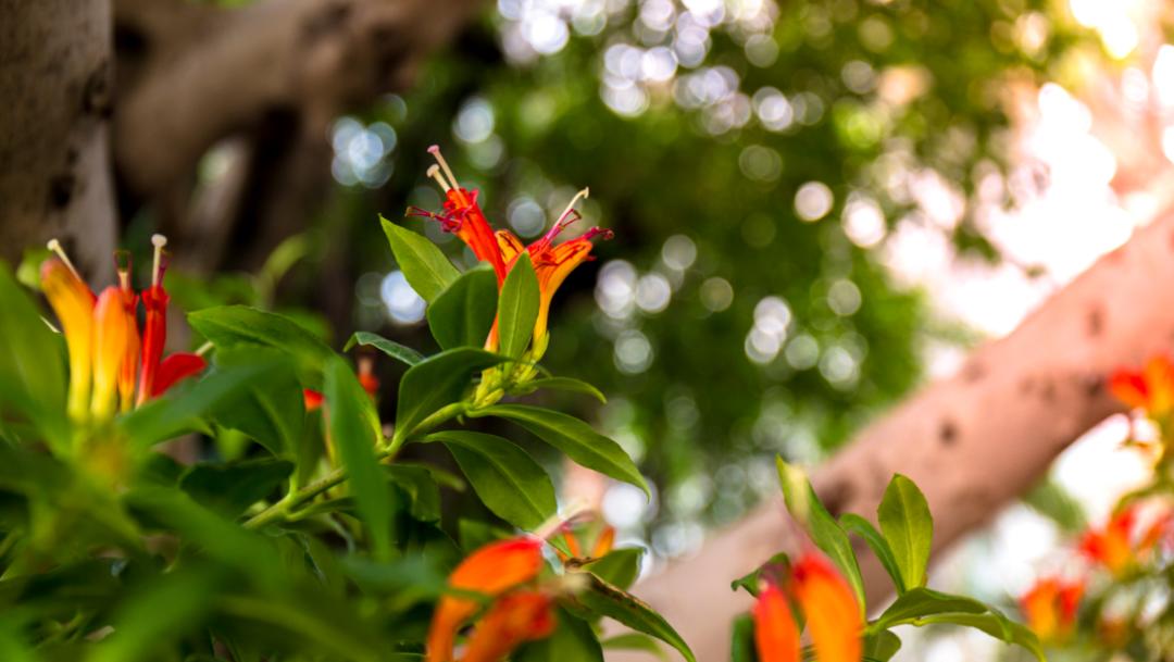青岛世博园植物馆和中华园,青岛世博园景区植物馆介绍