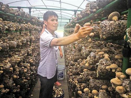 香菇小镇扶贫手册,香菇扶贫基地开建