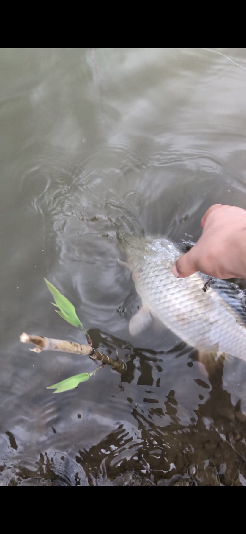 大风大浪钓大鱼完整视频,大风大浪钓大鱼是真的吗