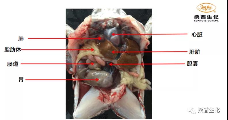 牛蛙养殖技术培训班2021,养殖牛蛙的方法和技术