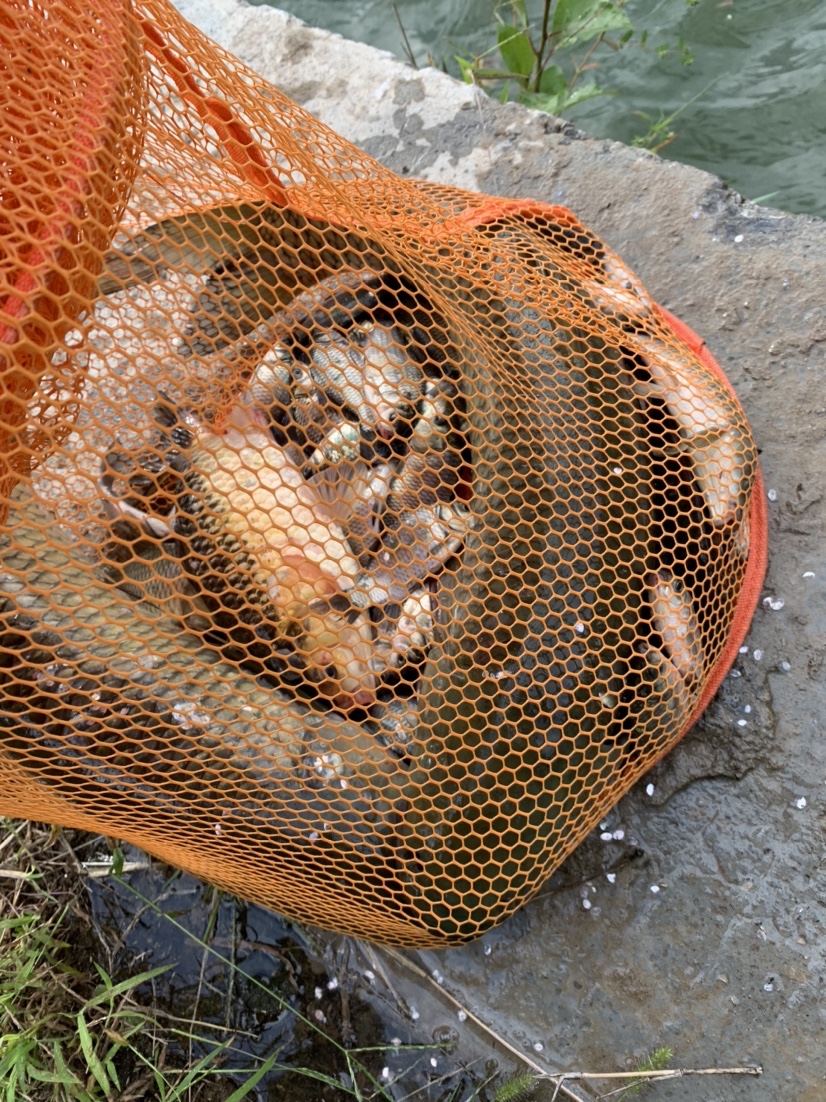 再战小水坑，今日有大收获