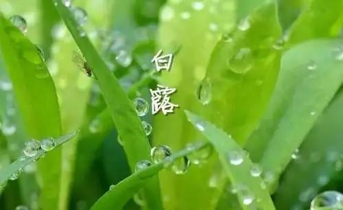 【节气养生】今日白露，养生要点看过来