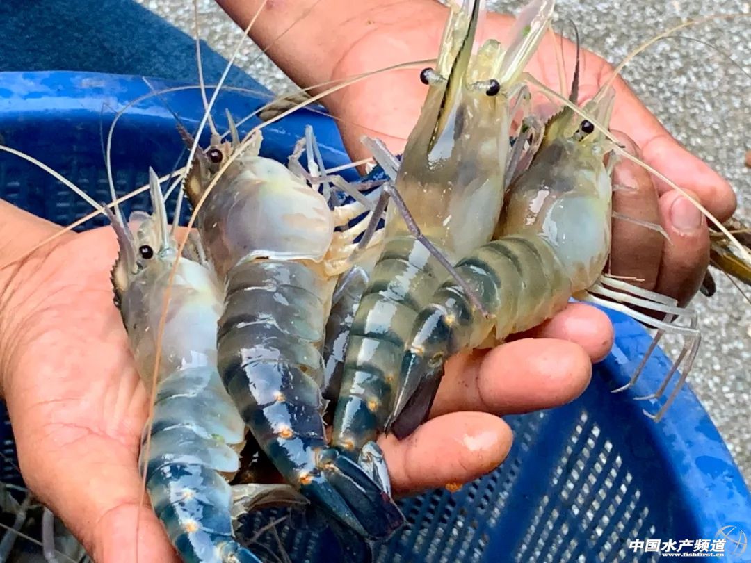 罗氏虾亩产利润,罗氏虾要养多久才能上市