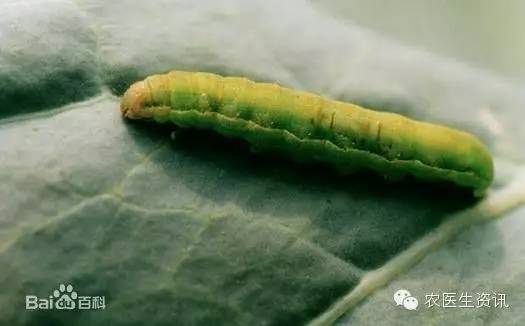 蔬菜害虫图谱,蔬菜害虫100种图谱