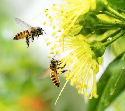 不小心被蜂轻轻一「吻」，竟然意识模糊，出现酱油尿