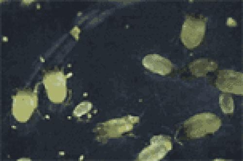 让蟑螂来一只死一窝的方法,蟑螂克星蟑螂窝