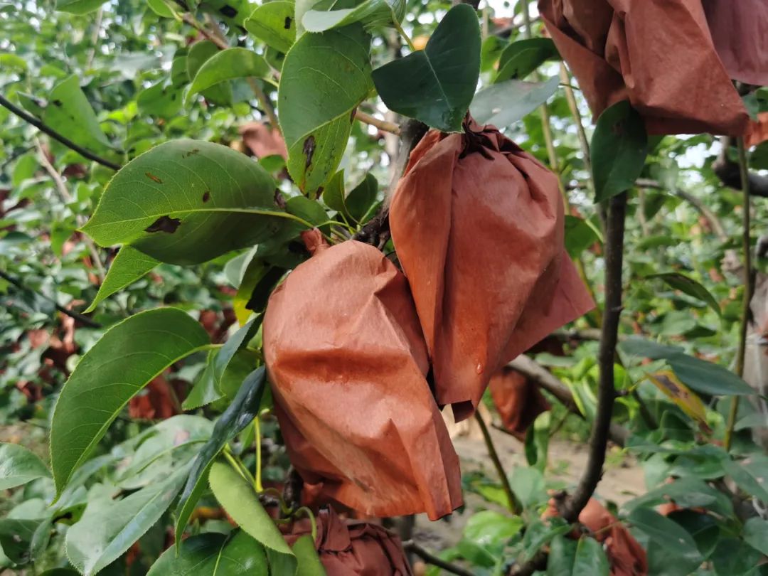 蜜汁秋月梨,冰糖秋月梨脆甜