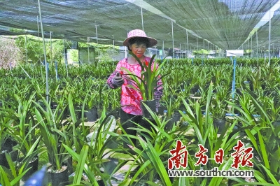 “一村一品”种幽兰石牯塘绽放致富花