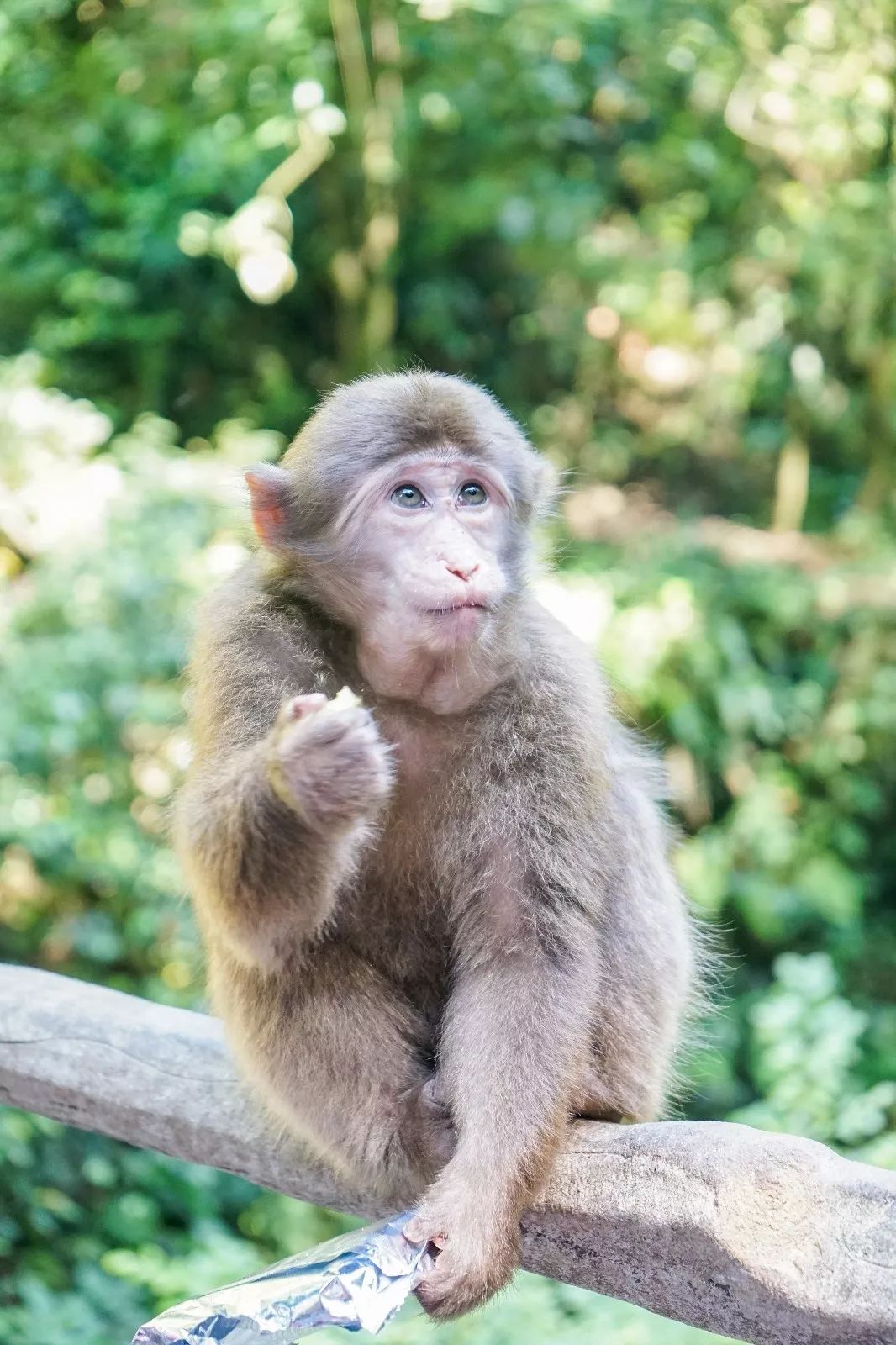 峨眉山有仙峰寺吗,峨眉山有多灵