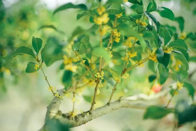 南京江宁赏秋,秋分时间景色图