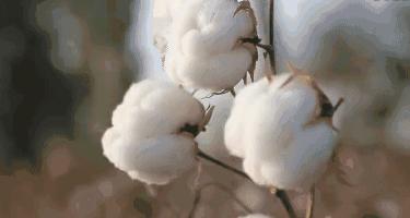 毛巾用啥小妙招洗出来洁净如新,毛巾发黄怎么洗又干净又软