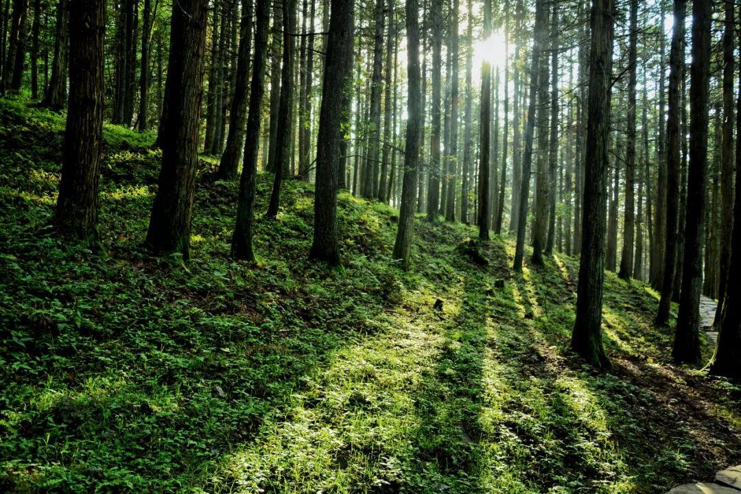 别去挤景点了！生态旅游了解一下