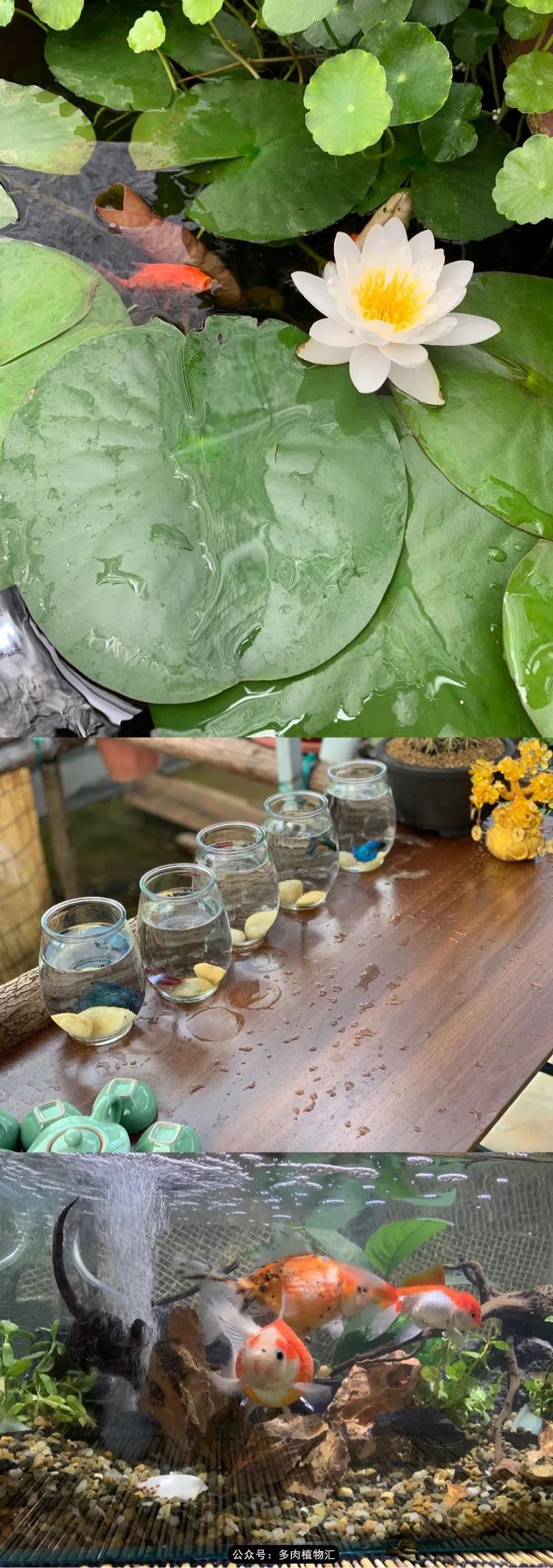 浠庝簯鍗楄繃鏉ュ箍涓滅殑澶氳倝,閬囪澶氳倝鎰熸仼鐢熷懡涓墍鏈夌殑鐩歌瘑